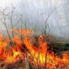 Incendiu de vegetație uscată în localitatea Niculești
