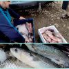 Peste 80 kg de pește, confiscate de către jandarmii dâmbovițeni pe o stradă din Ghirdoveni