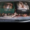 Transporta ilegal 150 kg de peşte