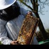 Apicultorii ar putea primi în 2024 un ajutor de stat de 25 de lei/familia de albine (proiect)