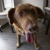 Bobi, desemnat de Cartea Recordurilor drept cel mai bătrân câine din lume, pierde titlul după o investigație