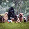 Ce rase de câini trăiesc cel mai mult și care sunt cele cu speranță de viață scăzută