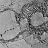 Fosilele unui „animal foarte ciudat”, găsite intacte. „Această descoperire nu face decât să sporească ciudățeniile din Triasic”