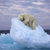 Imaginea cu un urs polar care doarme pe un aisberg, desemnată fotografia de natură sălbatică a anului. Un român, printre finaliști