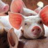Japonezii au clonat porci pentru a fi folosiți ca donatori de organe pentru oameni