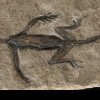 O fosilă veche de 280 de milioane de ani, care i-a uluit pe cercetători timp de aproape un secol, s-a dovedit a fi un fals