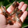 Primăvara va aduce o dublă apariție a cicadelor în SUA: Un spectacol natural unic după 200 de ani