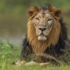 Un bărbat a vrut să-și facă un selfie reușit cu un leu și a intrat în cușca lui, iar animalul l-a sfâșiat