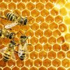 Ajutor de stat pentru apicultori – 25 lei/familia de albine
