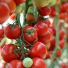 Ajutor de stat pentru compesarea parțială a pierderilor la cultura de tomate în spații protejate