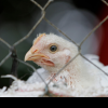 Noi cazuri de gripă aviară, în țară: Șapte focare, unul dintre care în mun. Chișinău, depistate în ultima săptămână
