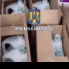 Percheziții în Vâlcea, Câlnic și Săsciori, într-un caz de punere în vânzare de detergenți și cosmetice contrafăcute