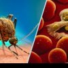 S-a confirmat al doilea deces de malarie din acest an
