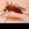 MS anunță: 11 români s-au îmbolnăvit de malarie după călătorii în Africa