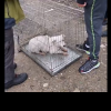 Anunț: Campanie de Sterilizare a câinilor din Sighetu-Marmației