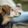 Campanie de sterilizare şi microcipare gratuită a câinilor cu stăpân ce aparțin rasei comune sau a metișilor în Sighetu Marmaţiei
