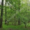 PNL Târgoviște insistă pentru amenajarea unui parc în pădurea Priseaca