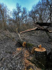 Acțiune de amploare desfășurată pentru prinderea hoților de lemne din pădurile Timișului
