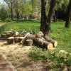 Cinci familii nevoiașe din Timișoara vor primi 30 de metri cubi de lemn, provenit de la toaletările de copaci din oraș
