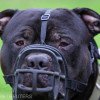 Deţinerea unui câine neînregistrat din rasa XL Bully va fi interzisă în Anglia