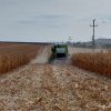 (AUDIO) Fermierii din Iași reiterează problema accesului cerealelor ucrainene pe piețele din România