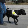 Puls Juridic: Acces neîngrădit pentru persoanele cu dizabilități însoțite de câini ghizi
