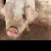Vrancea: Pesta porcină africană confirmată la un mistreţ pe un fond de vânătoare de la Rugineşti