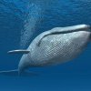 Cum arată inima unei balene albastre. Cântărește cât o mașină, iar bătăile ei se aud de la 3 kilometri distanță