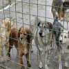 Argeș. Amendați la târg pentru vânzare ilegală de câini