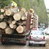 Ilegalități silvice în Argeș: amenzi de 50.000 lei și 252 mc de lemne confiscate!