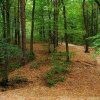Lovitură pentru proiectul Pădurea Trivale-parc. Tribunalul Vâlcea anulează hotărârea de la Pitești