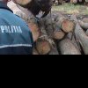 „Tăierile” ilegale de arbori vor fi mai aspru pedepsite. UE introduce pedepse de până la 10 ani de închisoare pentru infracțiunile de mediu