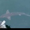 Un rechin, filmat aproape de suprafața apei, în Portul Constanța