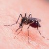 Atenţionare de călătorie: Menținerea pericolului de îmbolnăvire cu „malaria de import”
