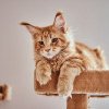 Cum să creezi un mediu de viață perfect pentru pisica ta