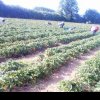 Locuri de muncă în Belgia. Se caută muncitori pentru recoltarea de căpșuni!