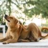 Preveniți Infestarea: Cum Să Folosiți Corect Produsele Advantix pentru Câini