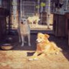 De la începutul anului, 52 de câini din adăpostul din Lunca Sucevei au fost adoptați, iar ...