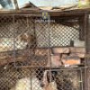 Poliția Animalelor a descins la o locuință din Suceava unde pisici și câini erau ținuți ...