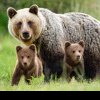 Alertă în Brăila: autoritățile din județ continuă căutarea unei ursoaice cu pui