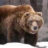 Alertă în județul Bacău: Prezența unui urs semnalată în zonă