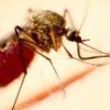 Atenție la simptome! Cum se transmite malaria, boala care a răpus-o pe Camelia Tișe, fosta soție a președintelui CJ Cluj