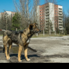 Câine ţinut legat de o ţeavă metalică, cu un lanţ de numai 50 de centimetri, fără apă şi hrană - Dosar penal pe numele proprietarului
