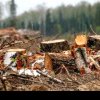 Cum și de către cine sunt furate pădurile României?
