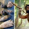 Descoperirea care schimbă istoria omenirii - Uneltele descoperite spun o altă poveste despre apariția omului modern