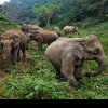 Elefanţii sălbatici din Bangladesh, protejaţi de capturare şi exploatare de o decizie a instanţei