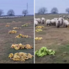 Imaginile au devenit virale în România! Un cioban le dă banane oilor / Video