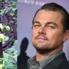 Leonardo DiCaprio cere Australiei să salveze papagalul rapid aflat pe cale de dispariţie