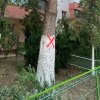 Piedone trage un semnal de alarmă cu privire la problema copacilor uscați din București