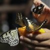 Populaţia de fluturi-monarh din Mexic a scăzut la un nivel aproape record